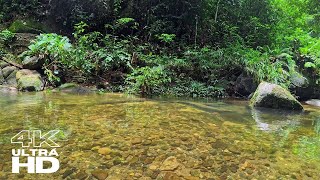 4K - Relaxing water sound, Calming Mind and Soul: Uncovering Peacefulness by the Forest Stream
