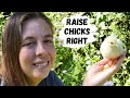 Raising Chickens For Meat | How To Care For Baby Chicks