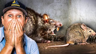 Live RAT eats other TRAPPED rats … (except heads) by Twin Home Experts 92,551 views 6 months ago 17 minutes