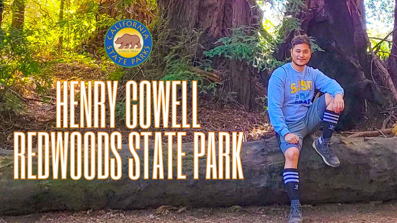 Секвойевый лес, переживший лесозаготовительный бум в Калифорнии.