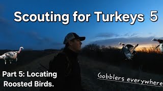 TPW: Scouting for Turkeys/ Part 5: Locating Roosted Birds/ Gobblers everywhere!!!