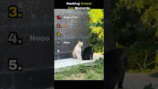 Ranking Cutest Cat Moments #viral #catvideos #funnyvideo #funnycats #catshorts