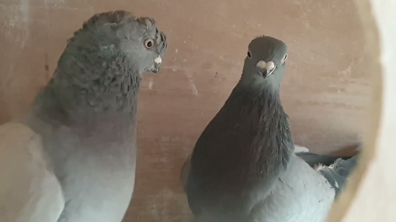 Паровка голубей по мастям/голуби в Германии#германия #голуби 