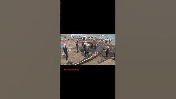 CẢNH BÁO TỪ ĐẠI DƯƠNG! XÁC CÁ VOI DẠT VÀO BỜ BIỂN NHẬT BẢN CẢNH BÁO TAI HOẠ SẼ ẬP ĐẾN