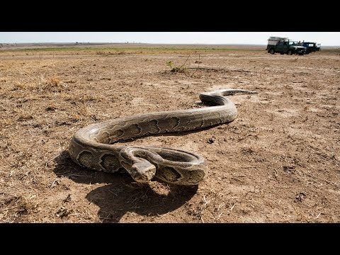 AFRICAN ROCK PYTHON  #Python s. seba