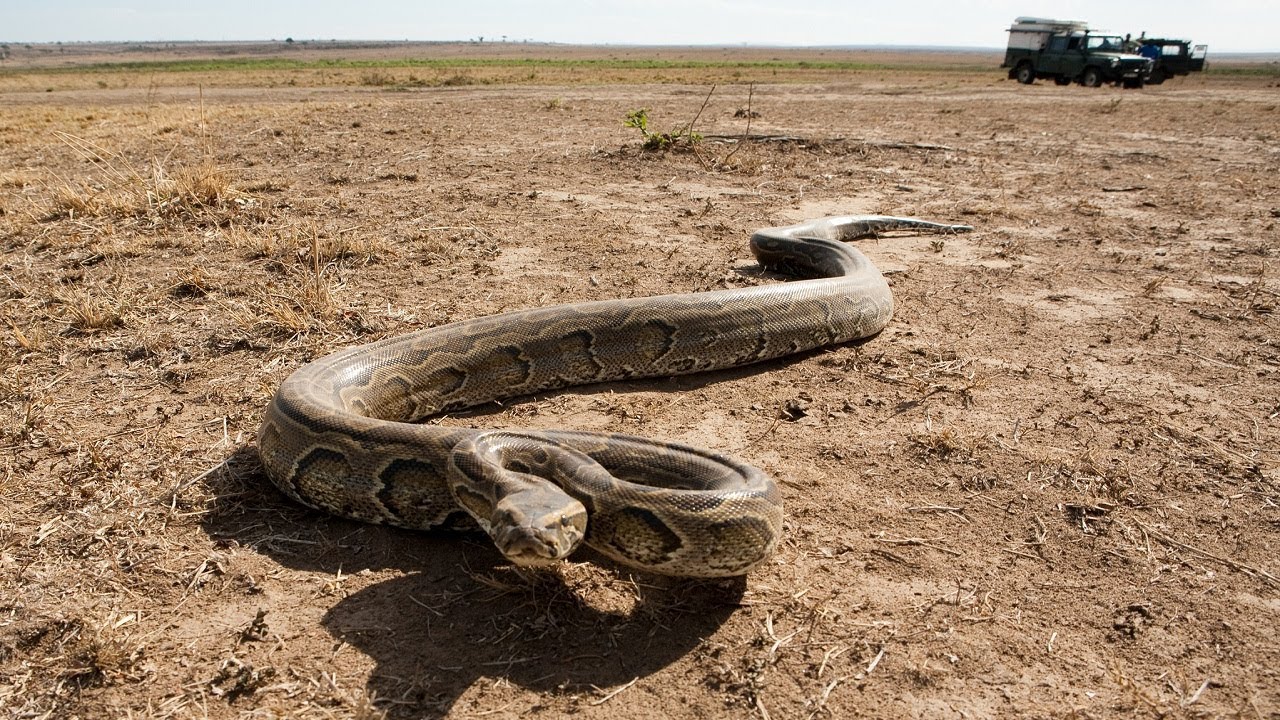 AFRICAN ROCK PYTHON #Python s. seba - YouTube