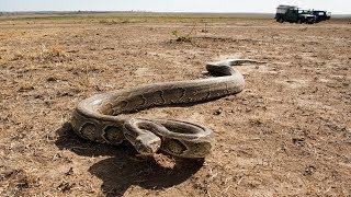 AFRICAN ROCK PYTHON  #Python s. seba