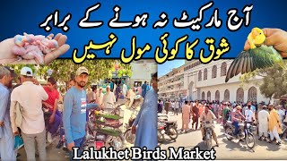 Biggest Birds Market Lalukhet Karachi \& Cheapest Price All Birds