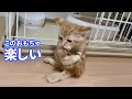 しっぽをおもちゃと勘違いしちゃう子猫が可愛いすぎる