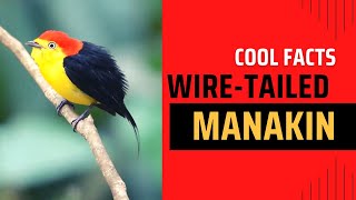 Wire-Tailed Manakin Facts Found Upriver In The Western Amazon Basin
