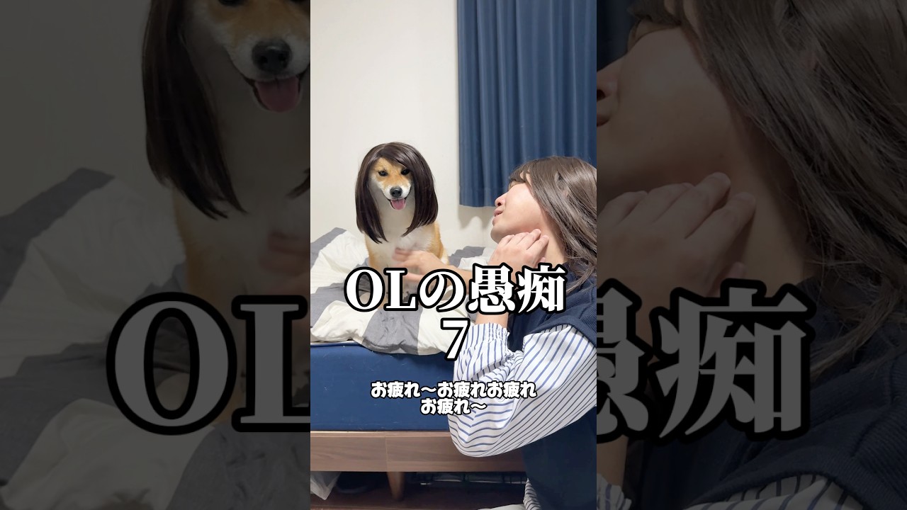 こちらが噂の北川景子です👩‍🦰　#柴犬 #shorts
