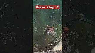 Rescate de TORTUGA [Trailer] #fishing #pescaspinning #rockfishing #tortuga