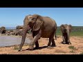Addo Elephants