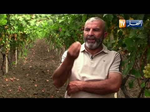 فلاحة انتاج العنب وفرة بالمنتوج وعراقيل تعيق استقرار الشعبة