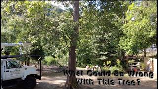 Find Out Why I Cut Down This Perfectly Nice Ash Tree