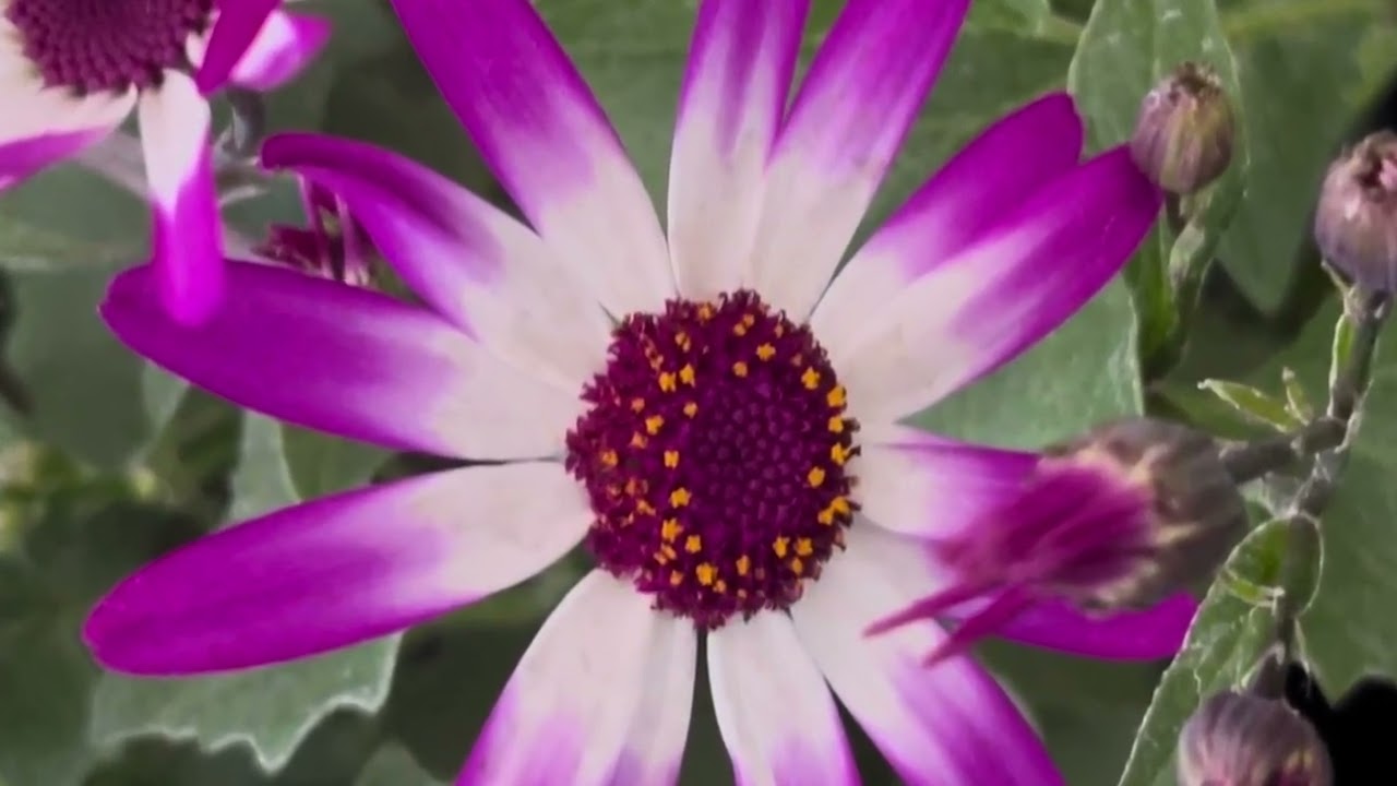 Senetti Pericallis Plant