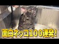【嫌いなお風呂に入れられて心が無になってしまう猫がおもしろすぎましたｗｗｗ】ツッコミどころ満載な猫のおもしろ動画100連発！（しゃべる、子猫、かわいい）