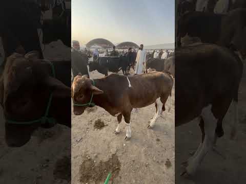 سوق المواشي العراق الناصريه الغراف عجول اكسبلور ابقار حليب  بقر متابعه جاموس  حليب
