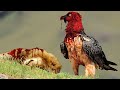 9 Aves mais mortais do planeta