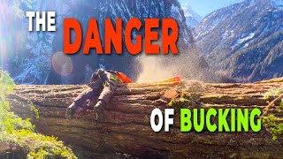 78. Falling & Bucking A Big Fir Tree | Calculated  Risk Factor