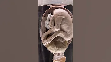 Quran S Embryology Secret Miracle Or Myth 