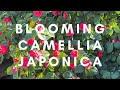 Blooming Camellia japonica (Japanese Camellia)