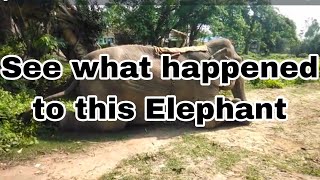 Gajah Elepante Elephant  elefantes para niños #éléphants #elephas maximus#elepante#@ELEPH