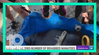 CMA tagged a record number of rehabilitated manatees