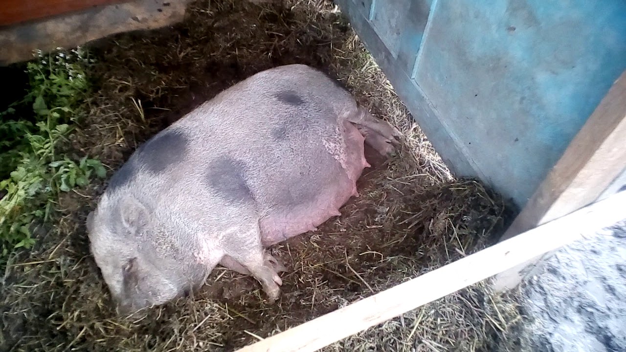 Недельный поросенок. Опорос вьетнамской свиньи. Вьетнамская Свинка перед опоросом. Родовспоможение у свиней.