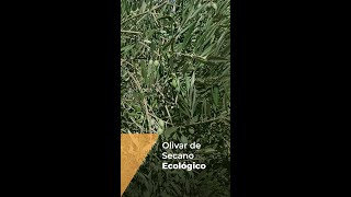 OLIVAR DE SECANO EN ECOLÓGICO