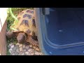 Outside With The Russian Tortoises And Bearded Dragons