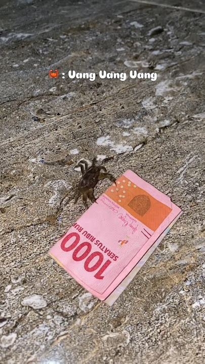 Tuan Crab kepiting asli Uang Uang 🤣🤣 #spongebob #tuankrab #patrickstar #uang #lucu