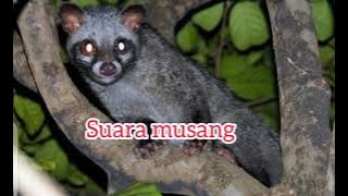 suara musang memanggil temannya dan anaknya cocok buat pikat malam hari