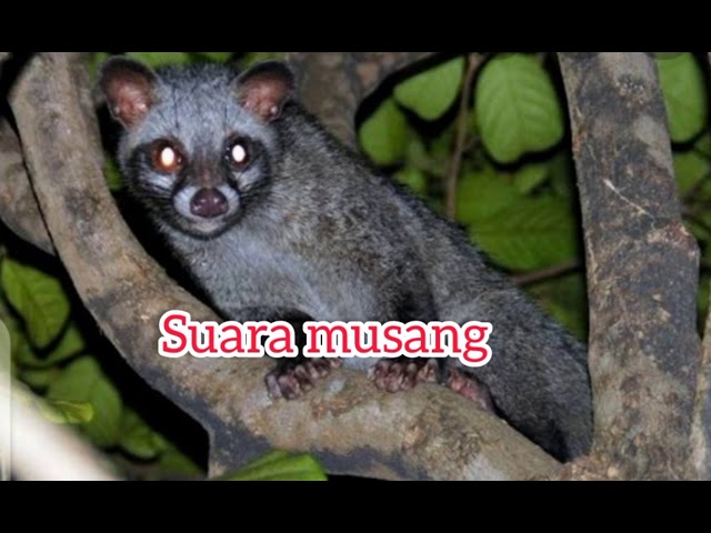 suara musang memanggil temannya dan anaknya cocok buat pikat malam hari class=