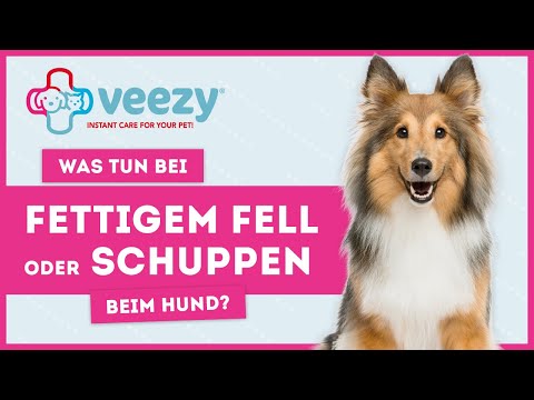 Video: Hautgeschwüre Und Depigmentierung (immunbedingt) Bei Hunden