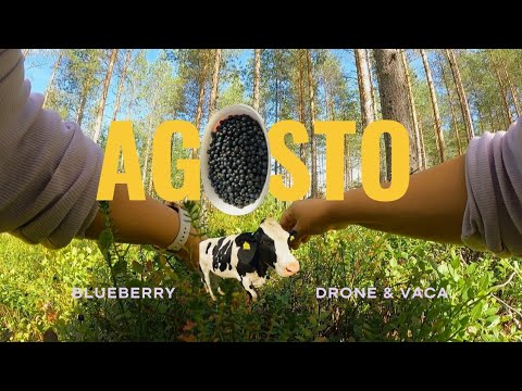 blueberry e vacas na suécia