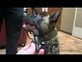 Boone and Cello become Grand Island officers