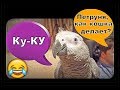 КОГДА У ПОПУГАЯ ВСЁ В ГОЛОВЕ ПЕРЕМЕШАЛОСЬ🐦Жако Петруня 🐦funny video about a parrot