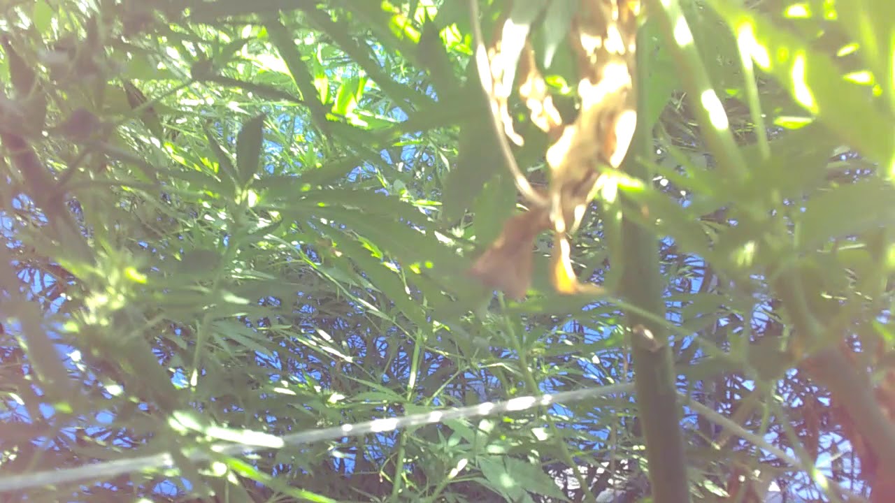 HD CANNABIS GROW UPDATE PT.2