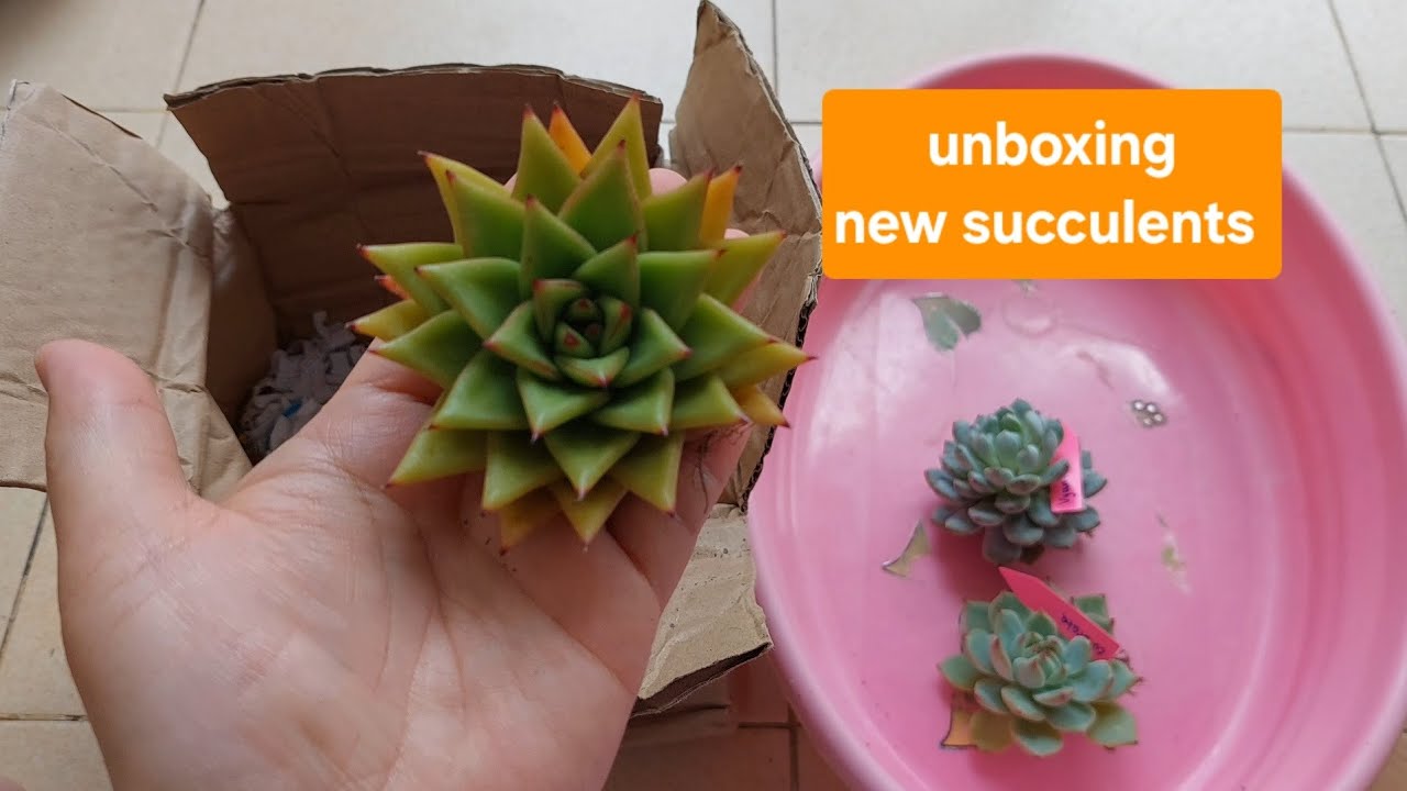 Beautiful new succulent collection. #succulent #succulentplant #minang botanicalgarden