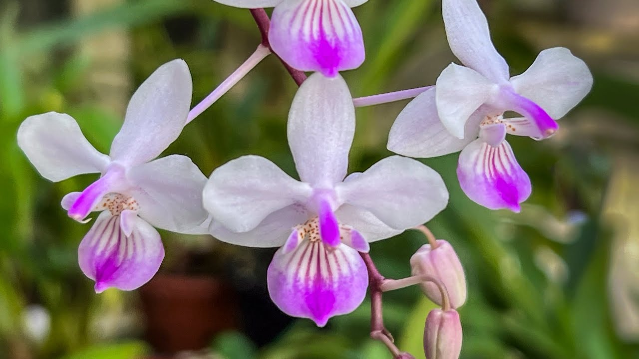 Эпизод 37 Phalaenopsis lindenii — моя новая любимая орхидея