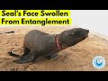 Seal's Face Swollen from Bad Fishing Line Entanglement