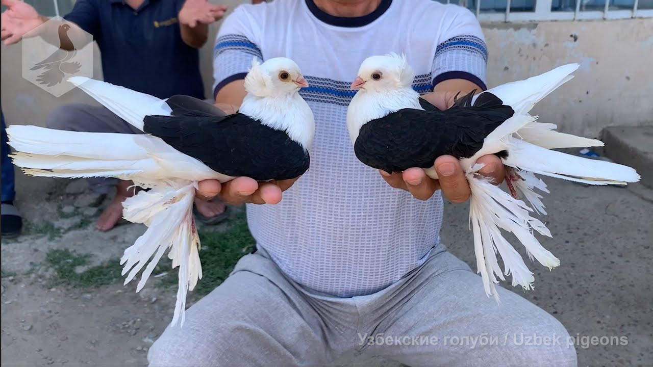 Птичий рынок г. Ташкент - ГОЛУБИ (03.07.2021) / Uzbek Pigeons