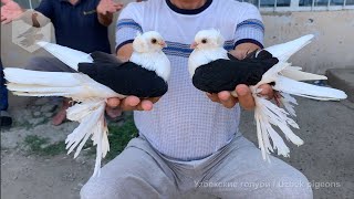 Птичий рынок г. Ташкент - ГОЛУБИ (03.07.2021) / Uzbek Pigeons