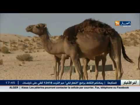 بن علي محمد الصالح وسم الإبل النهار 17 08 2016