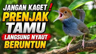 Masteran Prenjak Tamu Gacor