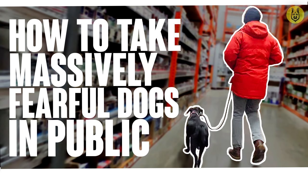 How To Handle A Fearful Dog In Public preview