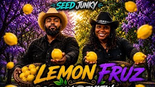 Smoke Sum Podcast | Lemon Fruz by Seed Junky Strain Review 🍋 Was The Hype Real?