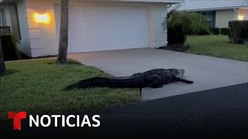 ¿Qué parte de Florida tiene más caimanes?