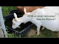 Почему коза не пьет воду//Сколько козе нужно воды